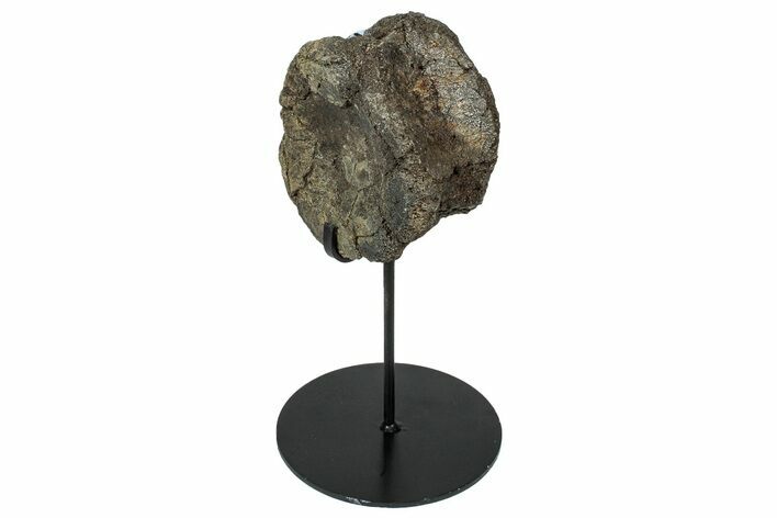 Fossil Hadrosaur Caudal Vertebra w/ Metal Stand - Texas #250264